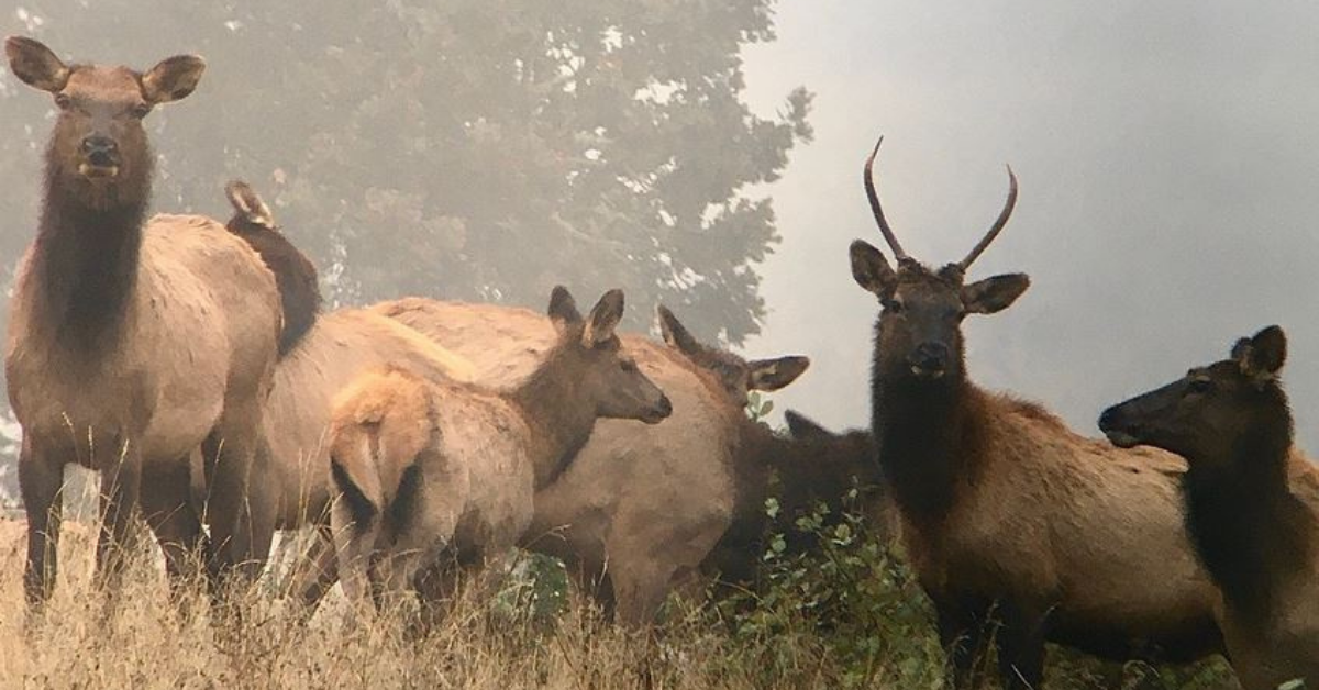 A nearly four-year research project to better understand the local Roosevelt elk populations on Cow Creek tribal lands is coming to a close, and technicians are excited to report a surprising discovery.