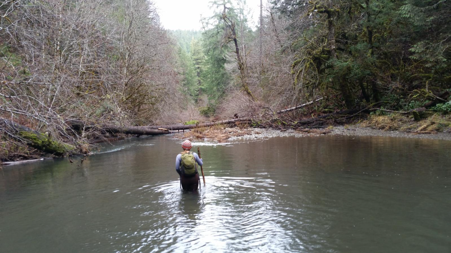 Forestry and Natural Resources have spent years working and coordinating with other agencies to bring new life to the West Fork Cow Creek watershed.