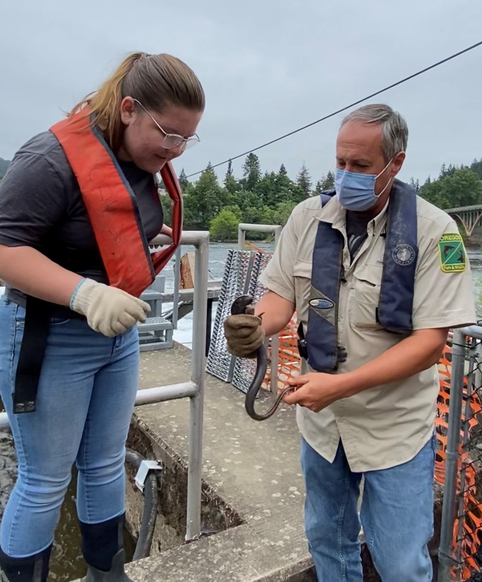 Biologists with the Cow Creek Umpqua Natural Resources team and Tribal students are getting an up-close look at Pacific lamprey in the North Umpqua River.