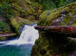Cow Creek Tribe Signs Co-Management Agreement with Umpqua Nat’l Forest