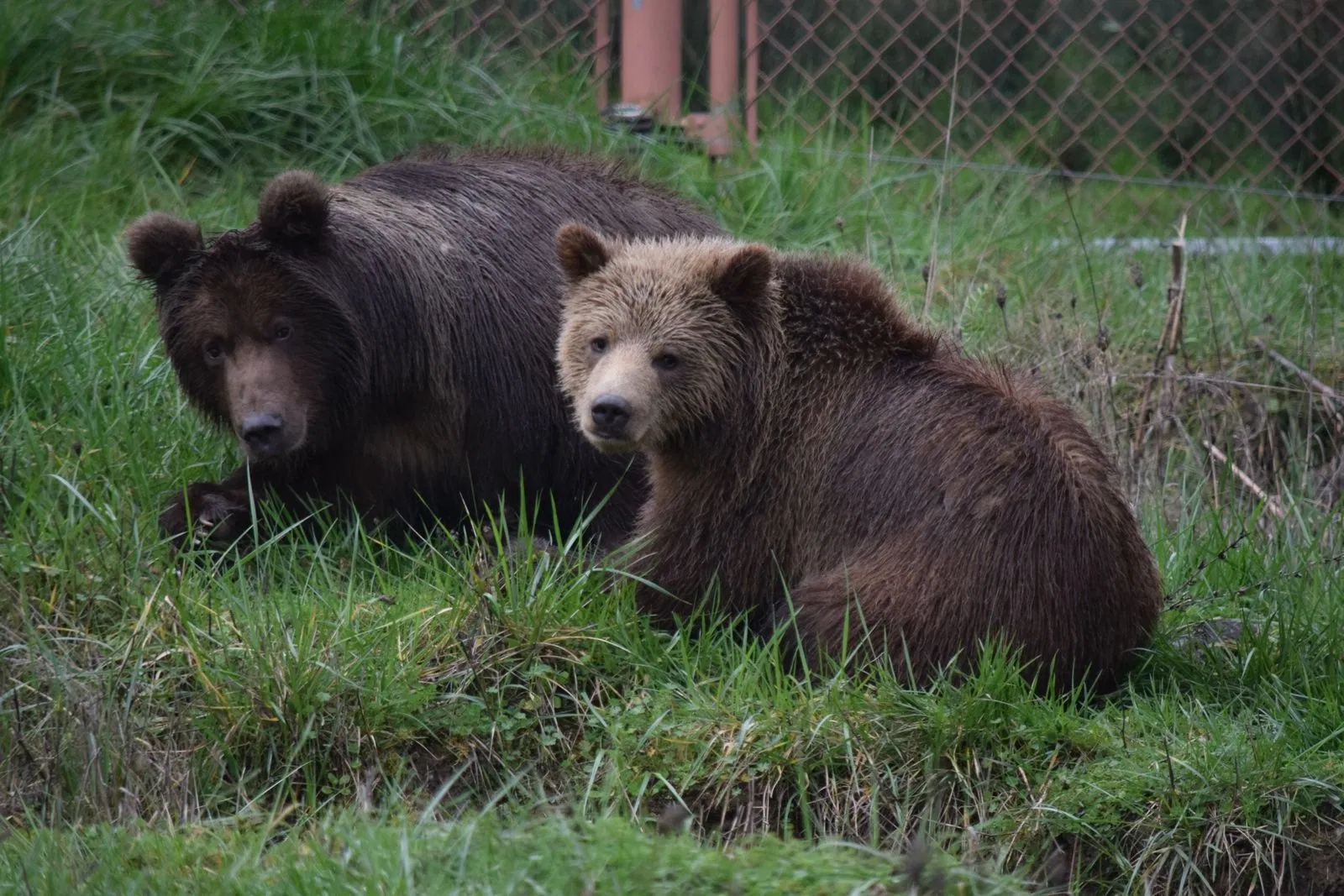 Wildlife Safari Gives New Bear Cub Tribal Name