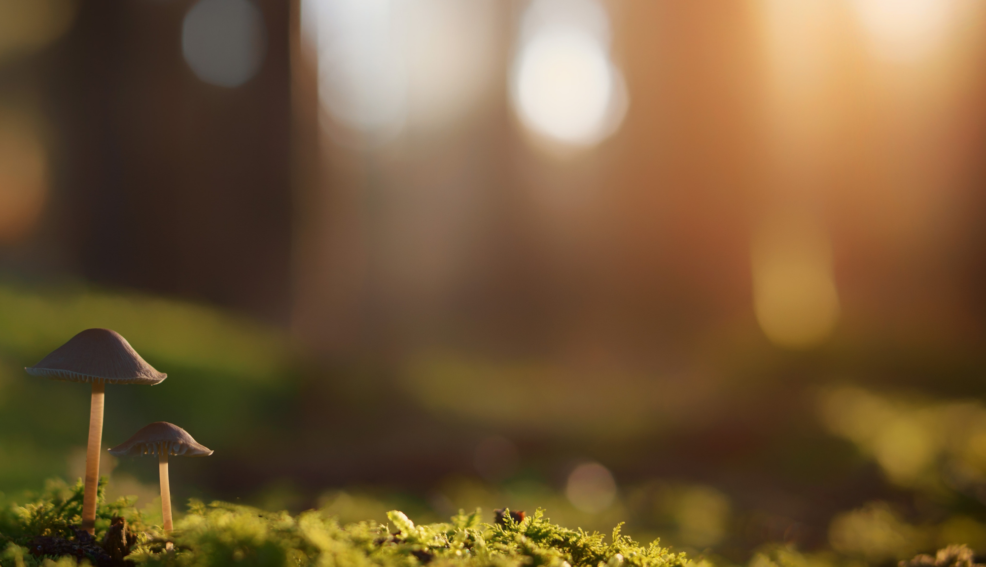 Wild edibles can be very healthy for you; unfortunately, the process of harvesting wild food can also be risky, it is imperative to be knowledgeable before harvesting and eating wild food.