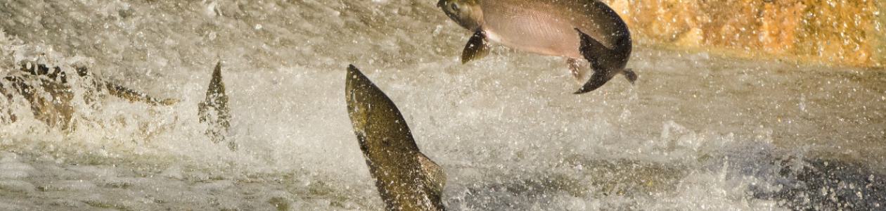 ODFW and Cow Creek Adopt Co-Management Agreement