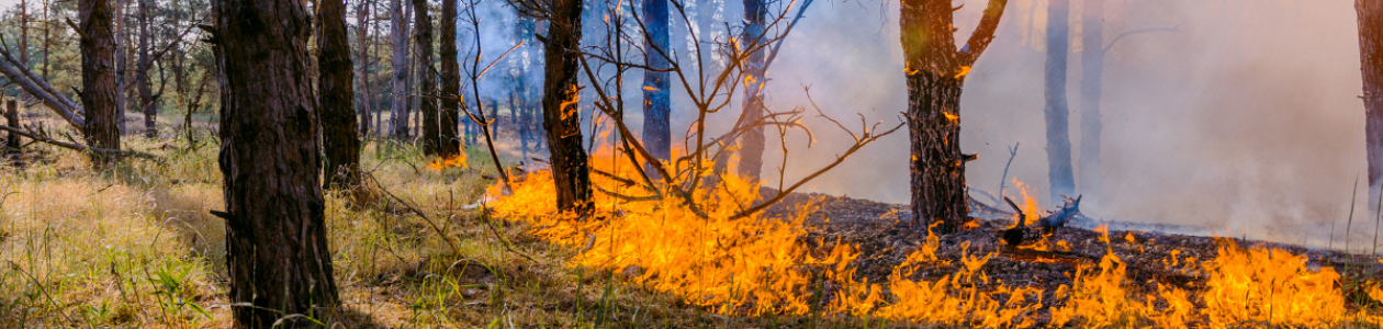 Fire Season Comes to An End