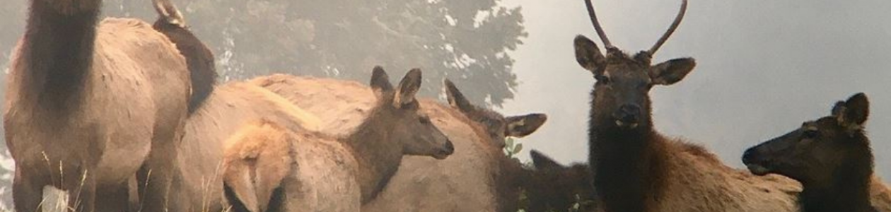 Tagged Elk Traveled Miles, Tribal Wildlife Team Discovers