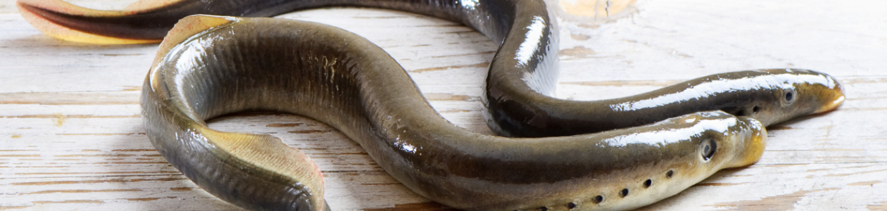 Tribal Members Talk Lamprey and Takelma for NPR Podcast