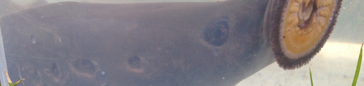 Cow Creek Umpqua Tribe Partners with U.S. Geological Survey on Lamprey Workshop